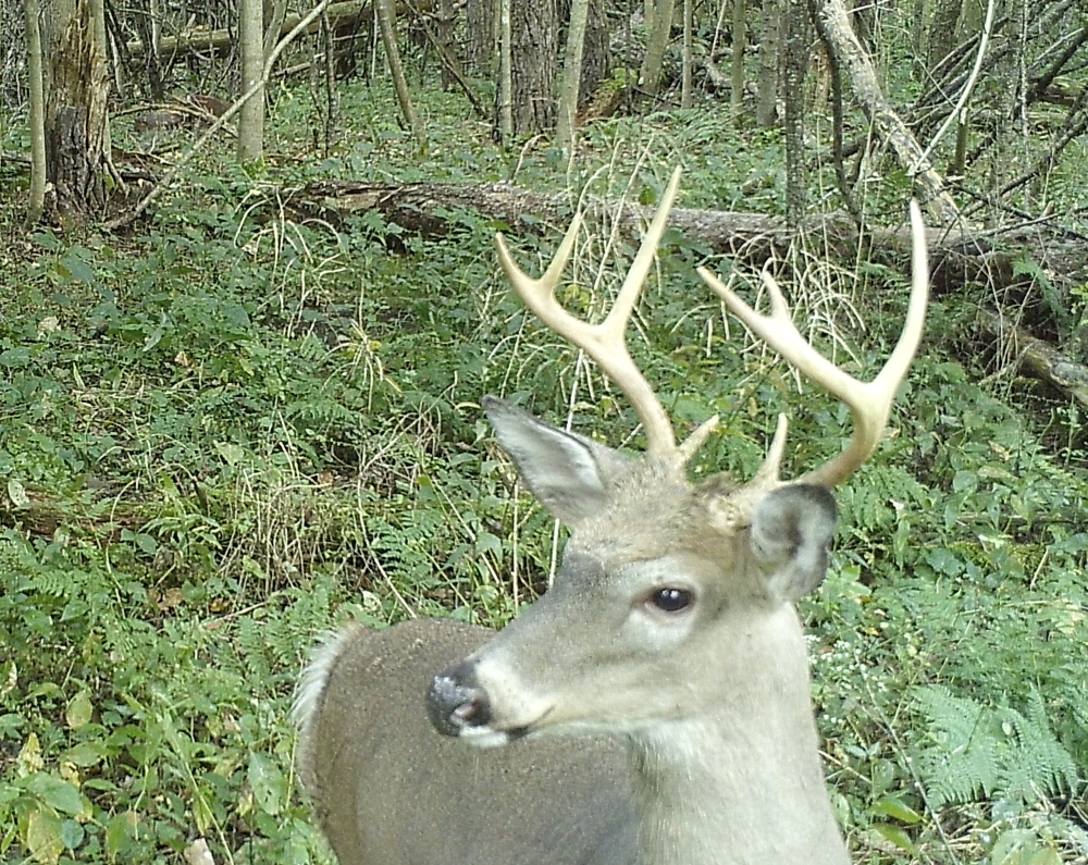 In The Outdoors AI comes to the deer woods The KEUKA SUN