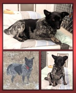 Does anyone know where this dog lives?