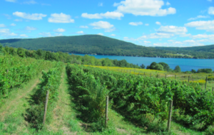 Heron Hill Grapes Vines