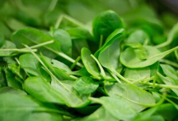 Celebrate National Spinach Day on March 26th by exploring the rich history and health benefits of this versatile superfood.