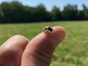 Out with the old, in with the buzz! Our Concord vineyard is transforming into a pollinator paradise!