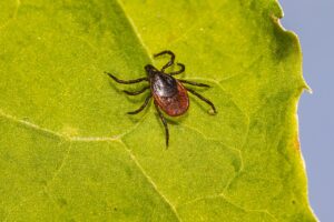 Combatting tick-borne diseases, Steuben County Public Health distributes complimentary Tick Removal Kits, emphasizing prevention and swift action. Learn more below.
