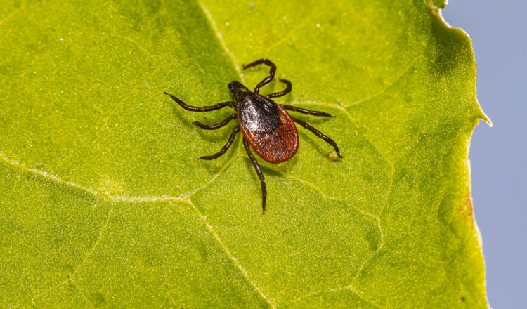 Combatting tick-borne diseases, Steuben County Public Health distributes complimentary Tick Removal Kits, emphasizing prevention and swift action. Learn more below.