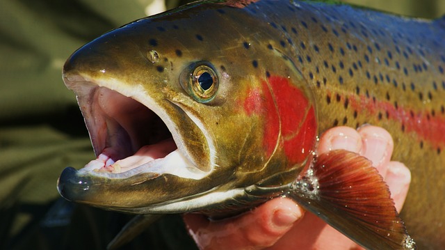 As summer transitions into fall, fishing enthusiasts are eagerly awaiting the updated conditions and forecasts for Keuka and Seneca Lakes.