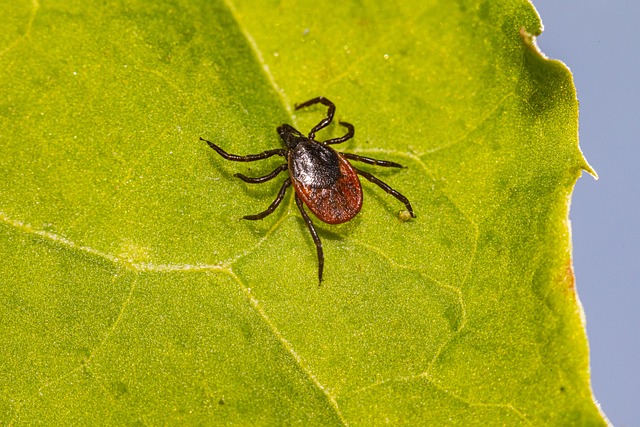 Health officials are alerting Southern Tier residents to a sharp rise in Lyme disease cases, with reported incidents nearly tripling compared to last year.