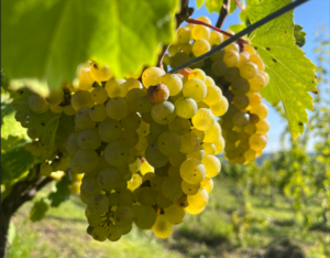 Keuka Lake Vineyards’ Annual Riesling Harvest Event on September 28 offers grape picking, wine tasting, and a festive meal.