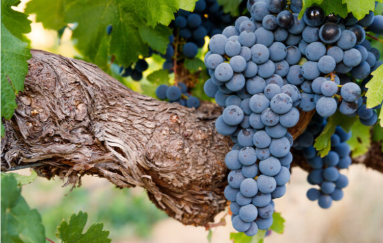 The Cayuga Lake wine industry, a burgeoning force in the Finger Lakes region, has a rich history dating back to the 19th century.