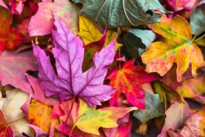 Experience vibrant fall foliage in the Finger Lakes this October, with peak viewing times and top spots for leaf peeping.