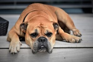 A couple pleaded not guilty to charges stemming from a dog attack that seriously injured a father and son in Canandaigua.