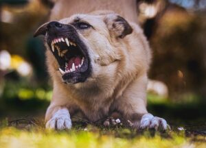 Canandaigua Police Update on Dog Attack Incident; Arrests Made as Victims Recover