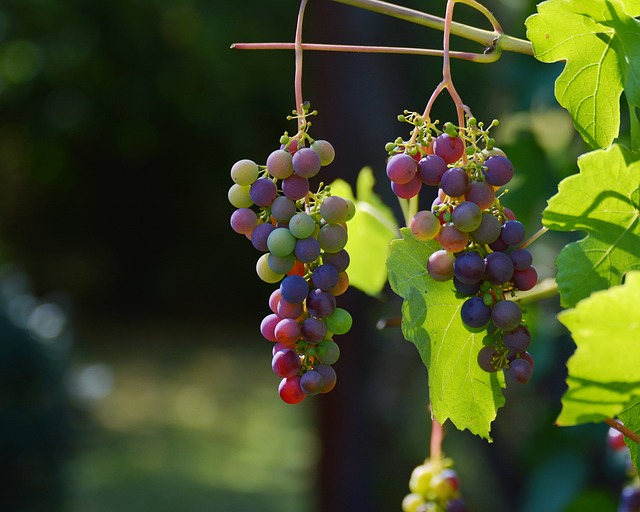 Looking for a weekend getaway in the Finger Lakes region? Keuka and Seneca Lakes offer a variety of events to suit every interest.