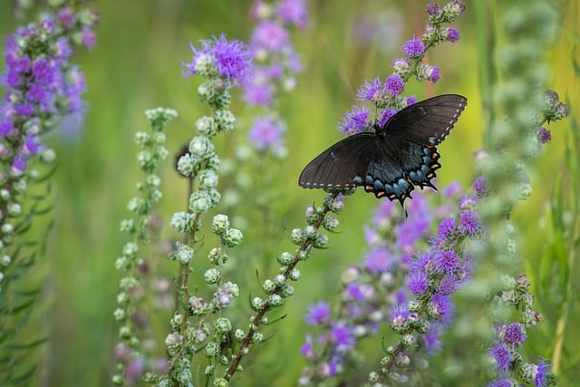 Geneva, NY, is hosting a Native Plant Sale on September 28th. Local nurseries will offer a variety of native plants for sale, along with gardening tips and information about sustainable living.