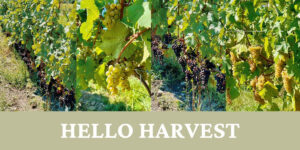 Vineyard Manager Kirby Field Optimistic About Promising Season