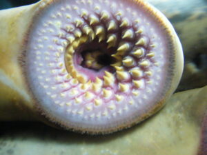 The DEC is set to resume sea lamprey control efforts in Seneca Lake next week to protect fish populations.