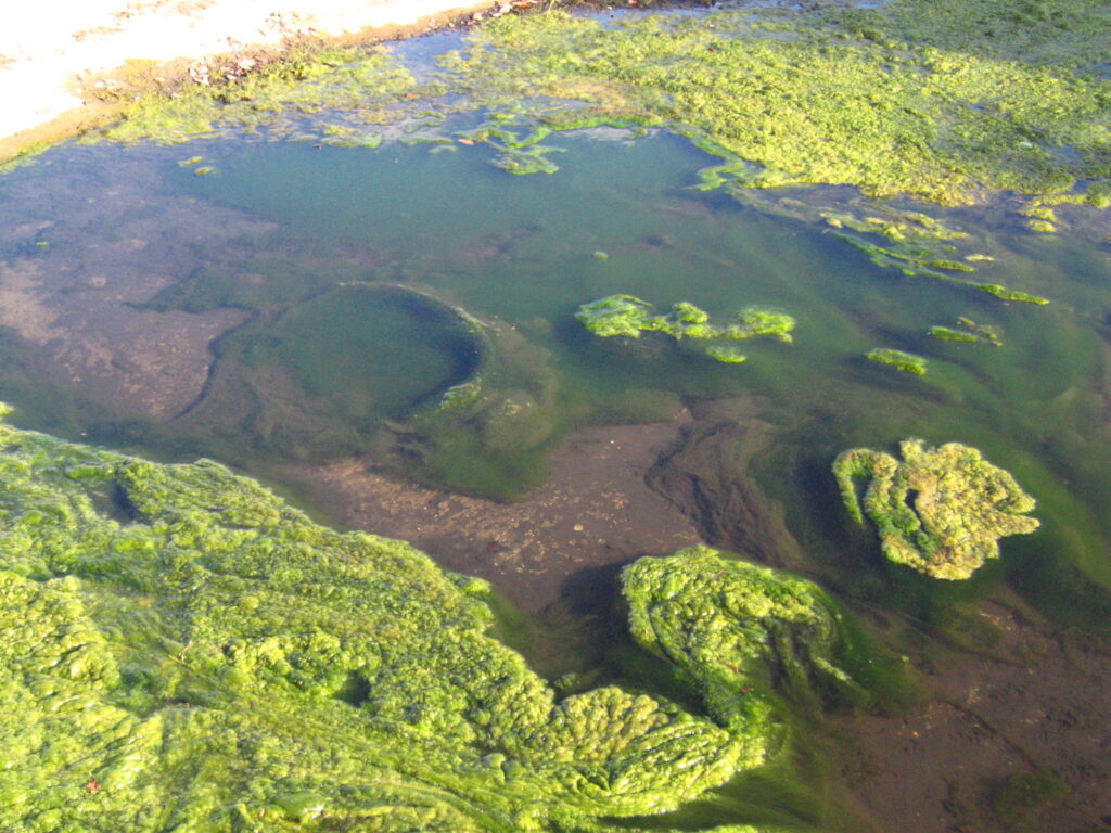 Harmful algal blooms continue to plague the Finger Lakes, prompting Save Owasco Now to call for urgent action from the governor.