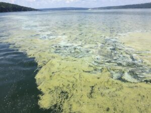 The Keuka Lake Association recognized its dedicated volunteers who monitored harmful algal blooms on the lake throughout the summer.