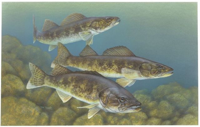 November offers prime fishing opportunities on Keuka and Seneca Lakes, two of New York State's prized Finger Lakes. As temperatures drop and the leaves change, anglers can expect to find a variety of fish species actively feeding.