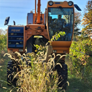 This year's harvest was a dream come true, with ideal weather conditions producing abundant, high-quality fruit. Now, with the harvest complete, the focus shifts to vineyard maintenance and preparations for future plantings.