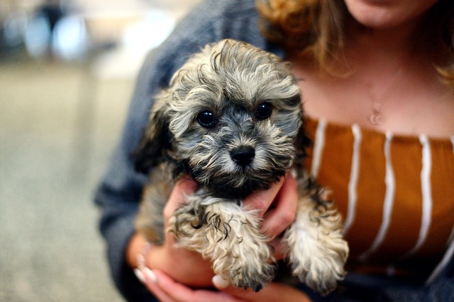 New York State has banned the sale of dogs, cats, and rabbits in retail pet stores to combat the cruel practices of puppy mills.