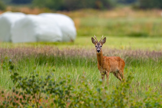 Deer-vehicle collisions are on the rise in the Finger Lakes, particularly during the fall season