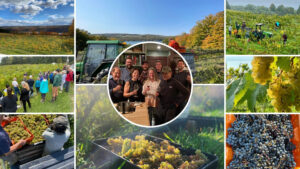 Keuka Lake Vineyard Shares From Vine to Bottle: A Look Behind the Scenes of Our 2024 Harvest