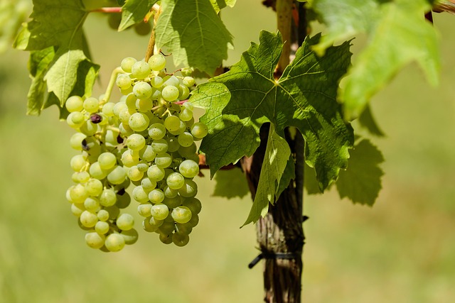Agriculture remains a cornerstone of the Finger Lakes economy, with the region leading New York in farm product sales, totaling $2.34 billion in 2022.