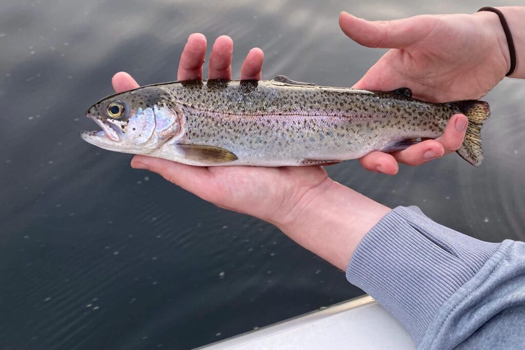 Trout fishing in the Finger Lakes is more than just a pastime; it’s a deeply rooted tradition in the region. The annual trout derbies held throughout the spring bring together local communities and visitors, offering prizes for the largest catches and fostering a shared love for the sport.