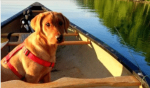 Golden Retriever Dog in a boat in the Finger Lakes
