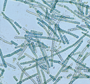 Cyanobacteria