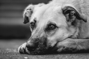 Sad looking Dog Laying on the Ground